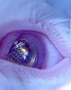 Contact Lenses Could Project Mobile Phone Displays Directly into the Eye